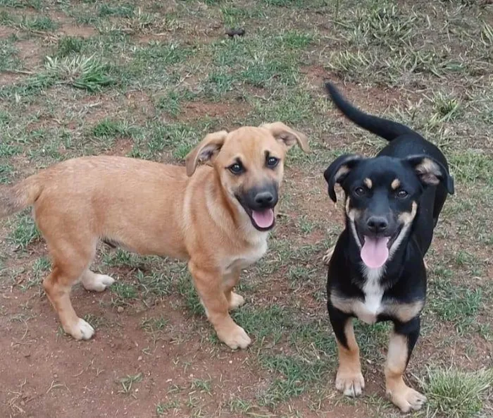 Cachorro ra a Mestiço idade 2 a 6 meses nome Sem nome