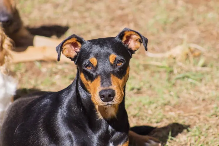 Cachorro ra a SRD-ViraLata idade 2 anos nome Bruce