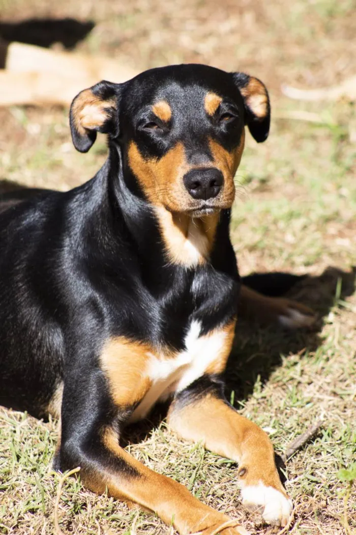 Cachorro ra a SRD-ViraLata idade 2 anos nome Bruce