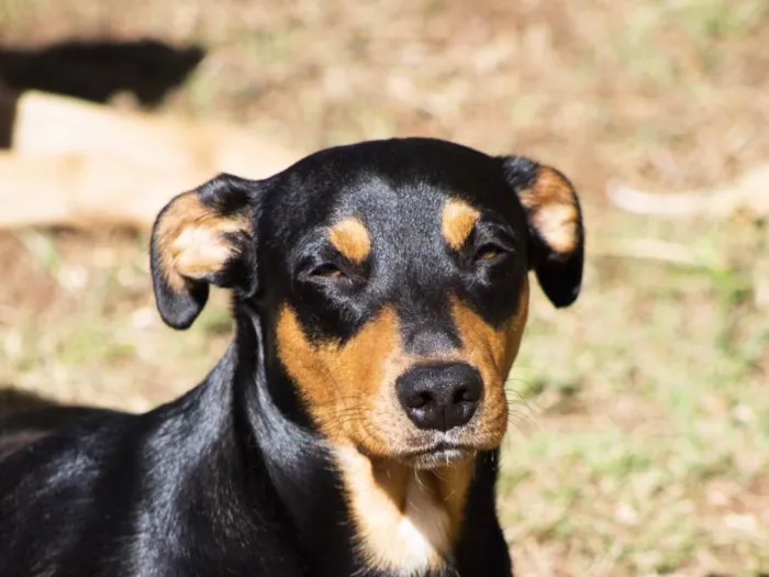 Cachorro ra a SRD-ViraLata idade 2 anos nome Bruce