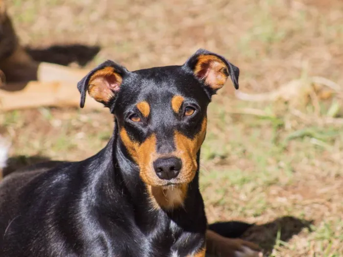 Cachorro ra a SRD-ViraLata idade 2 anos nome Bruce
