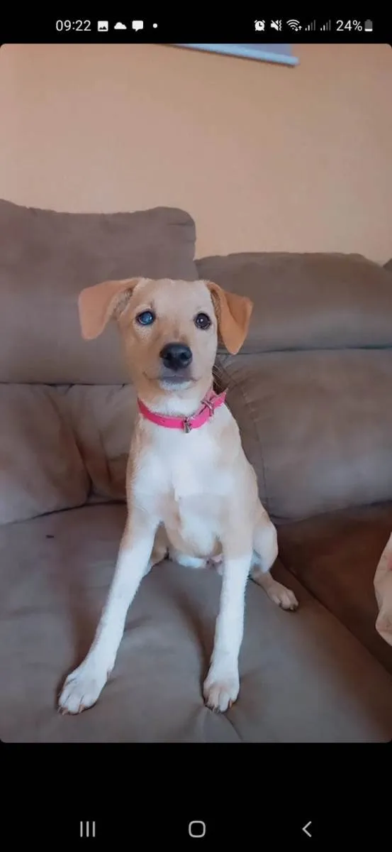 Cachorro ra a SRD-ViraLata idade 1 ano nome Sininho