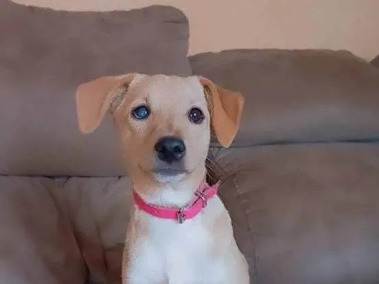 Cachorro ra a SRD-ViraLata idade 1 ano nome Sininho