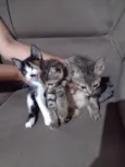 Gatinho 