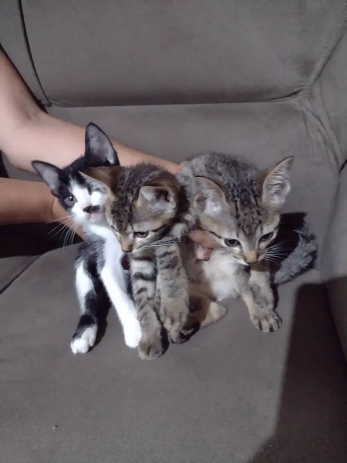 Gato ra a  idade Abaixo de 2 meses nome Gatinho 
