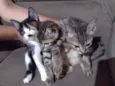 Gatinho 