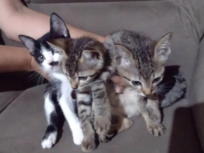 Gato ra a  idade Abaixo de 2 meses nome Gatinho 
