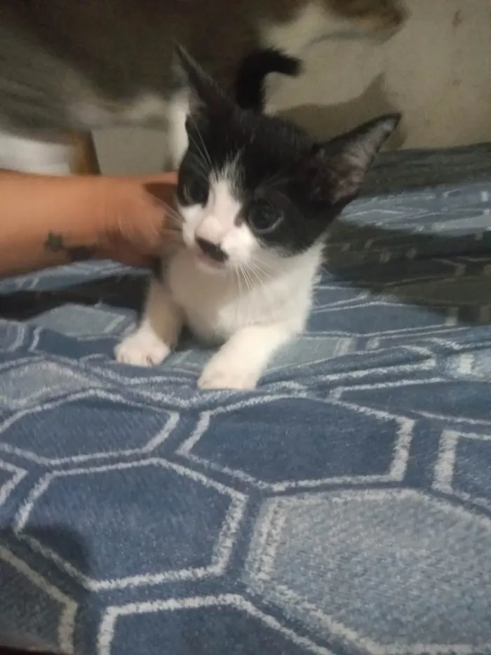 Gato ra a  idade Abaixo de 2 meses nome Gatinho 