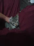 Gatinho 