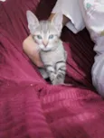 Gatinho 