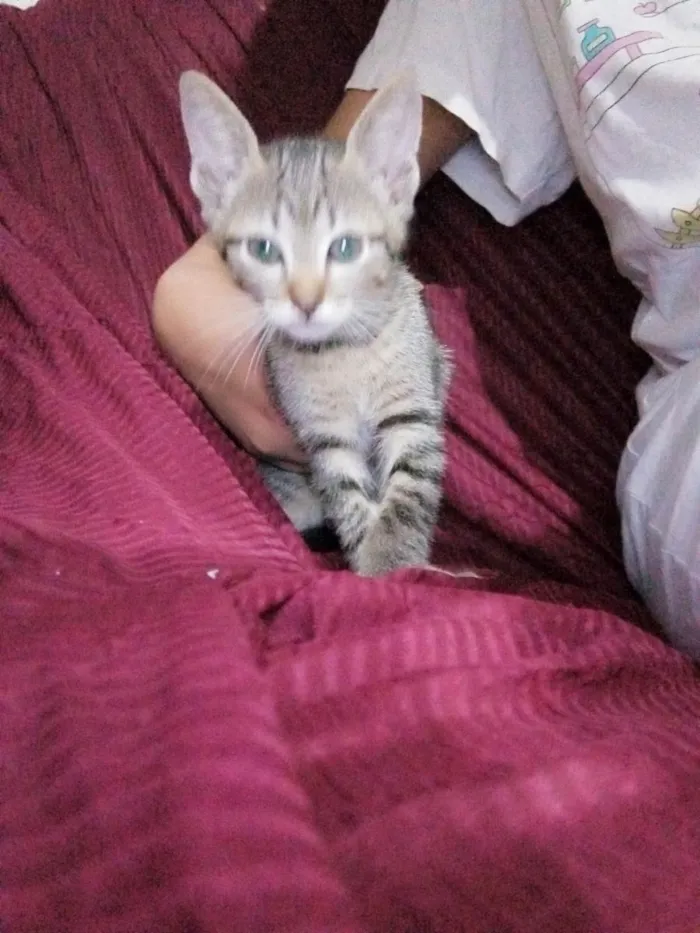 Gato ra a  idade Abaixo de 2 meses nome Gatinho 