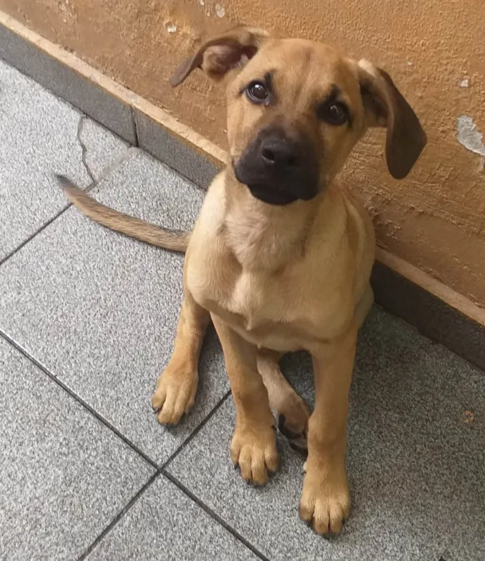 Cachorro raça SRD-ViraLata idade 2 a 6 meses nome Simba