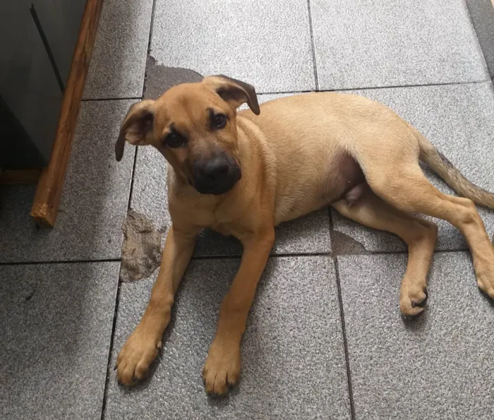 Cachorro raça SRD-ViraLata idade 2 a 6 meses nome Simba