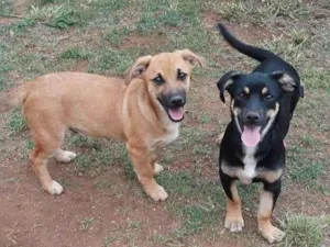 Cachorro raça Mestiço idade 2 a 6 meses nome Sem nome