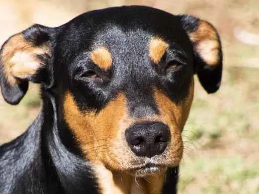 Cachorro ra a SRD-ViraLata idade 2 anos nome Bruce