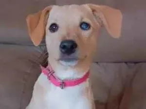 Cachorro raça SRD-ViraLata idade 1 ano nome Sininho