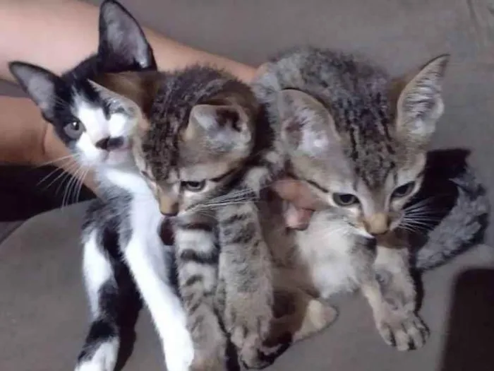 Gato ra a  idade Abaixo de 2 meses nome Gatinho 