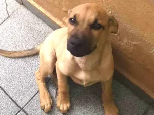 Cachorro raça SRD-ViraLata idade 2 a 6 meses nome Simba
