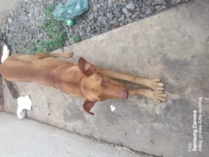 Cachorro raça SRD-ViraLata idade 1 ano nome Zuma