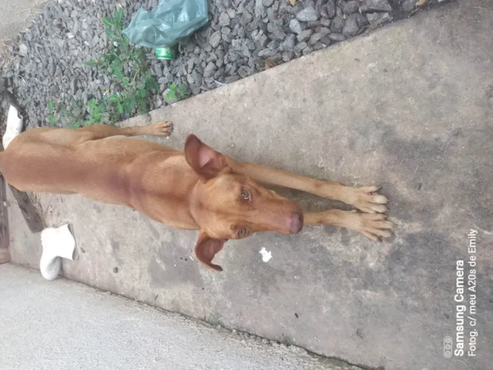 Cachorro raça SRD-ViraLata idade 1 ano nome Zuma