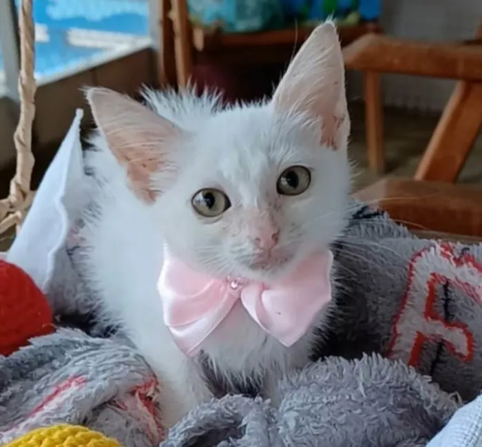 Gato ra a SRD-ViraLata idade 2 a 6 meses nome Ariel