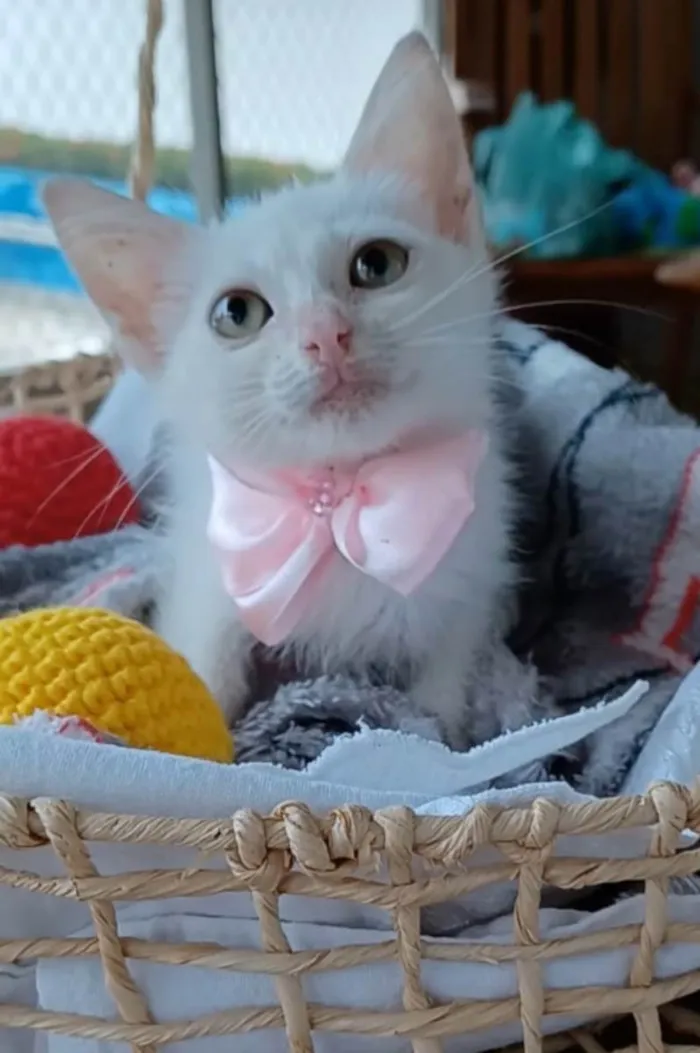 Gato ra a SRD-ViraLata idade 2 a 6 meses nome Ariel
