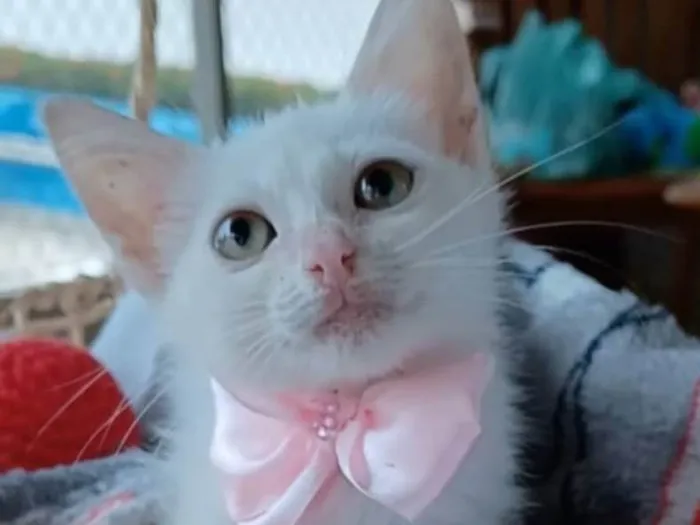 Gato ra a SRD-ViraLata idade 2 a 6 meses nome Ariel