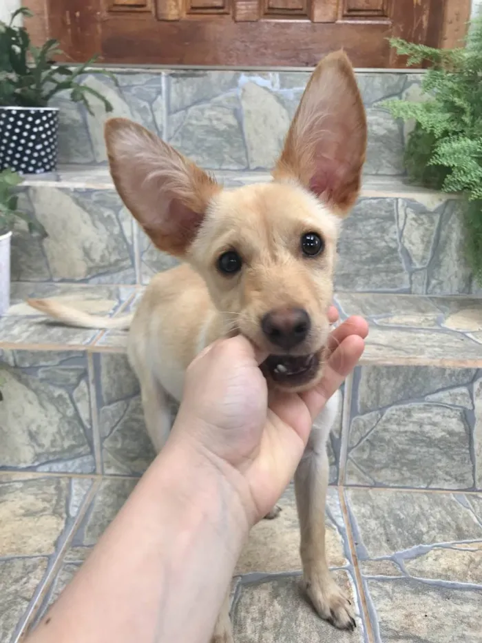 Cachorro ra a Vira lata idade 2 a 6 meses nome Jimmy