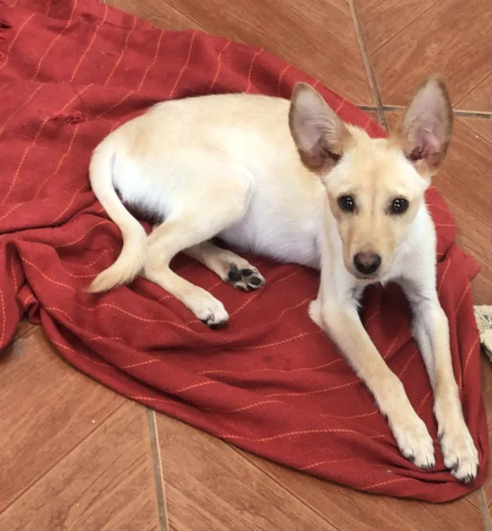 Cachorro ra a Vira lata idade 2 a 6 meses nome Jimmy
