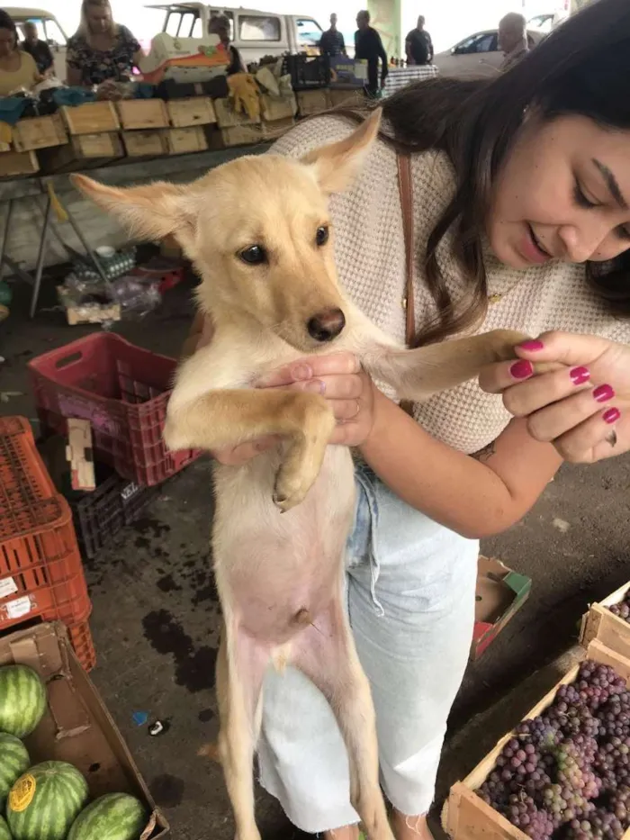 Cachorro ra a Vira lata idade 2 a 6 meses nome Jimmy