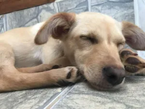 Cachorro raça Vira lata idade 2 a 6 meses nome Jimmy