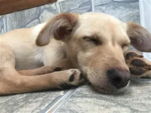 Cachorro raça Vira lata idade 2 a 6 meses nome Jimmy