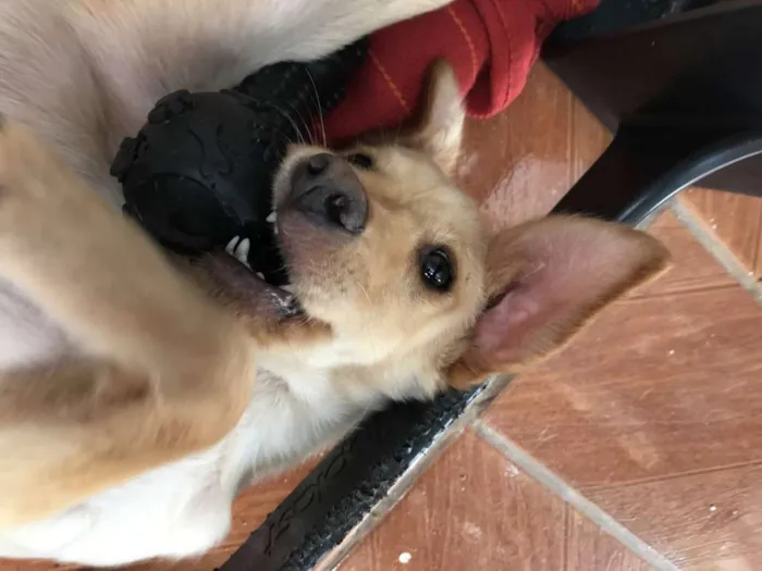 Cachorro ra a Vira lata idade 2 a 6 meses nome Jimmy