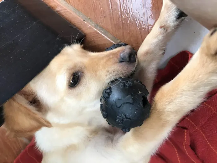 Cachorro ra a Vira lata idade 2 a 6 meses nome Jimmy