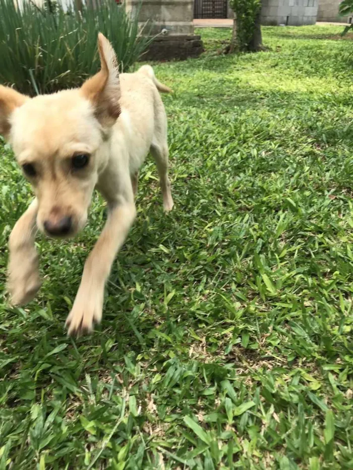 Cachorro ra a Vira lata idade 2 a 6 meses nome Jimmy