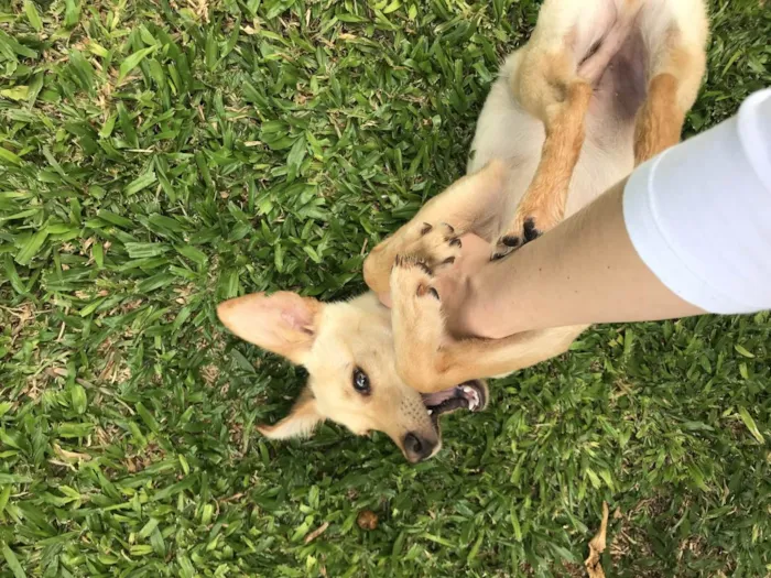 Cachorro ra a Vira lata idade 2 a 6 meses nome Jimmy