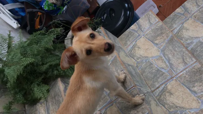 Cachorro ra a Vira lata idade 2 a 6 meses nome Jimmy