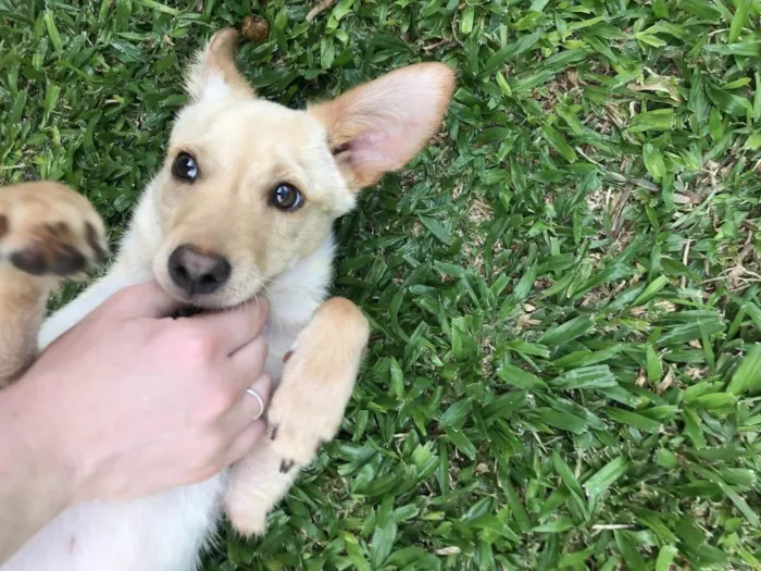 Cachorro ra a Vira lata idade 2 a 6 meses nome Jimmy