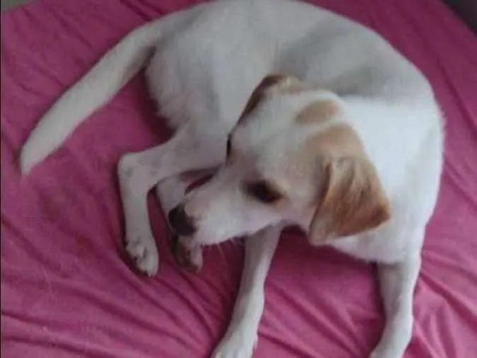 Cachorro ra a  idade 7 a 11 meses nome Jade