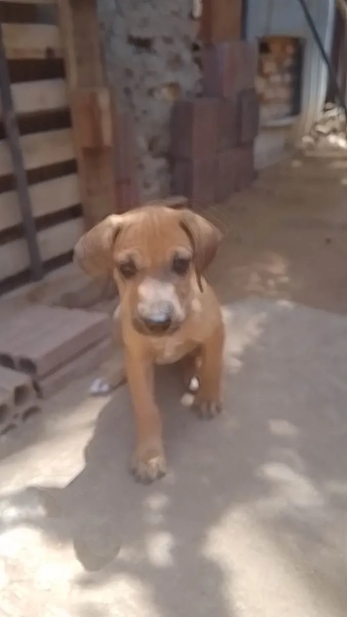 Cachorro raça SRD-ViraLata idade 2 a 6 meses nome Não dei nomes 