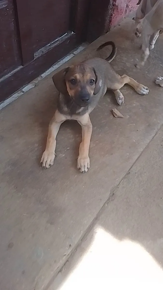 Cachorro raça SRD-ViraLata idade 2 a 6 meses nome Não dei nomes 