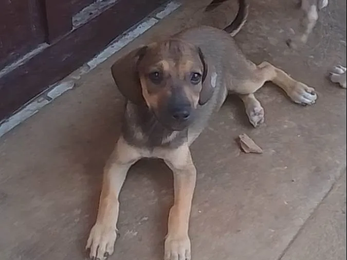 Cachorro raça SRD-ViraLata idade 2 a 6 meses nome Não dei nomes 