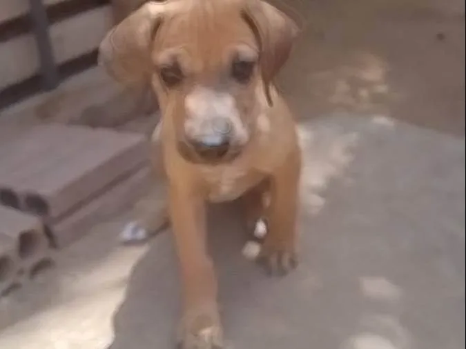 Cachorro raça SRD-ViraLata idade 2 a 6 meses nome Não dei nomes 