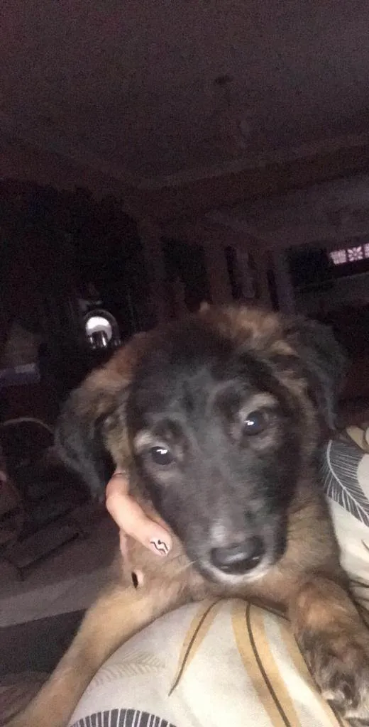 Cachorro raça Vira lata idade 2 a 6 meses nome Trovão 