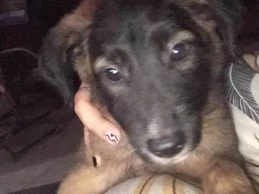 Cachorro raça Vira lata idade 2 a 6 meses nome Trovão 