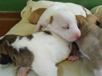 Cachorro raça Cruza com Cimarron e Fox idade Abaixo de 2 meses nome Filhotes 