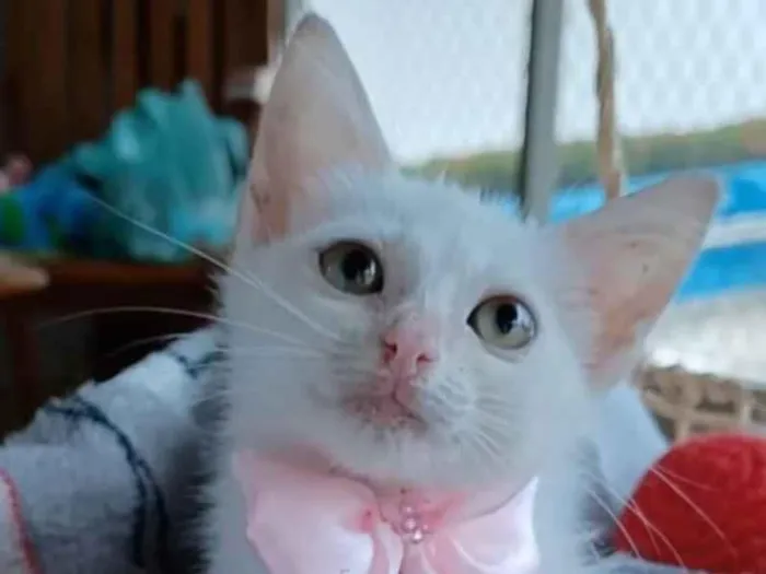 Gato ra a SRD-ViraLata idade 2 a 6 meses nome Ariel