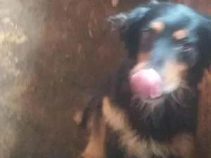 Cachorro raça Vira lata idade 4 anos nome Não tem nome