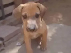 Cachorro raça SRD-ViraLata idade 2 a 6 meses nome Não dei nomes 