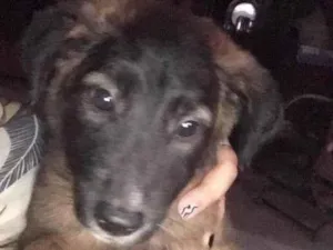 Cachorro raça Vira lata idade 2 a 6 meses nome Trovão 